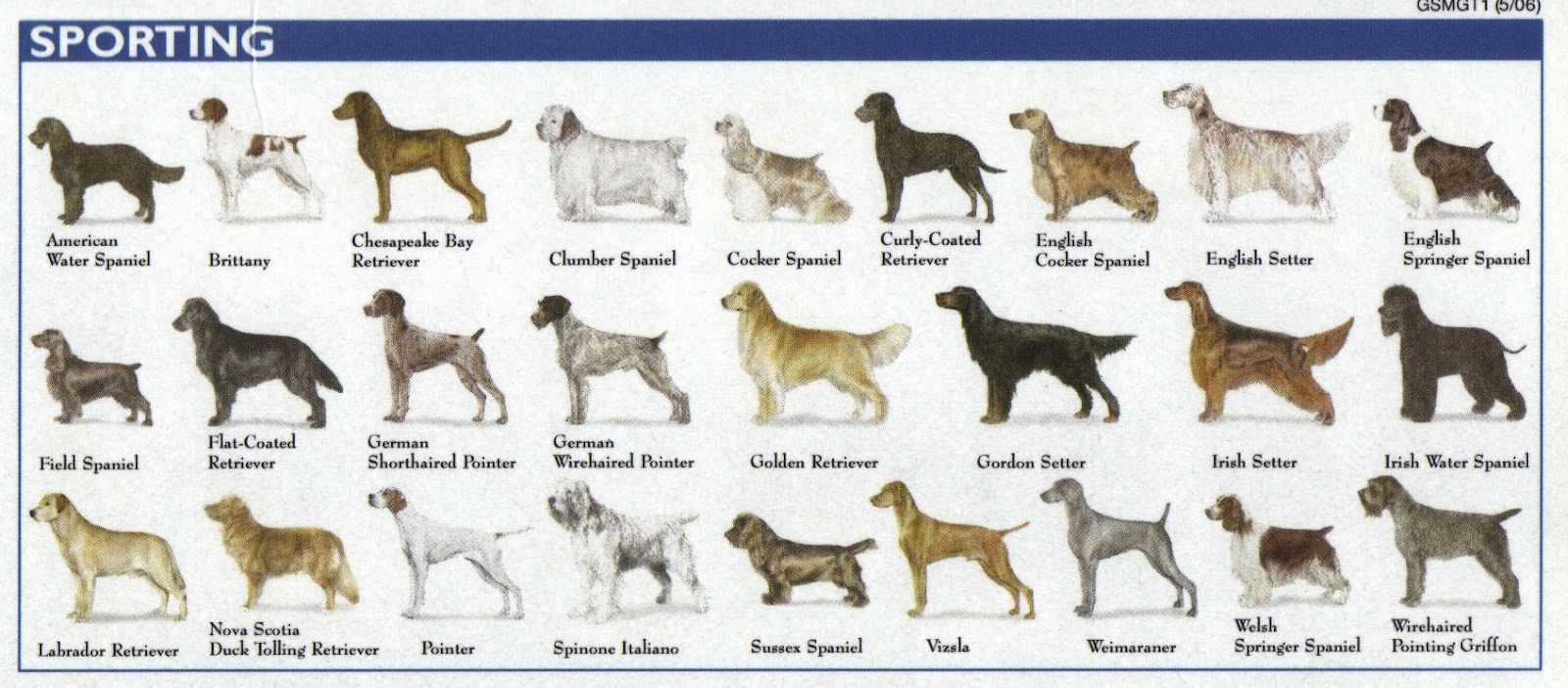 Dog Breed Chart Pictures