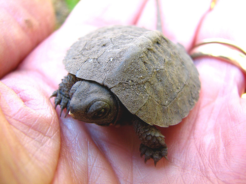 Too Cute!: Anything More Cute Than a Baby Turtle?