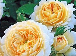 Ros Crocus Rose David Austin Ros Crocus Rose David Austin