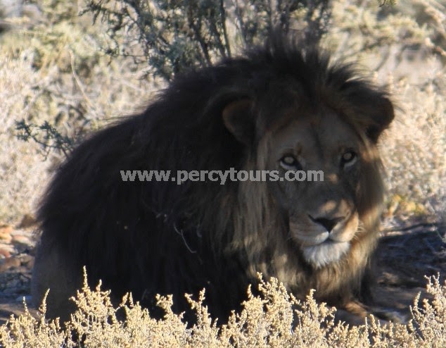Lion on Safari near Cape Town