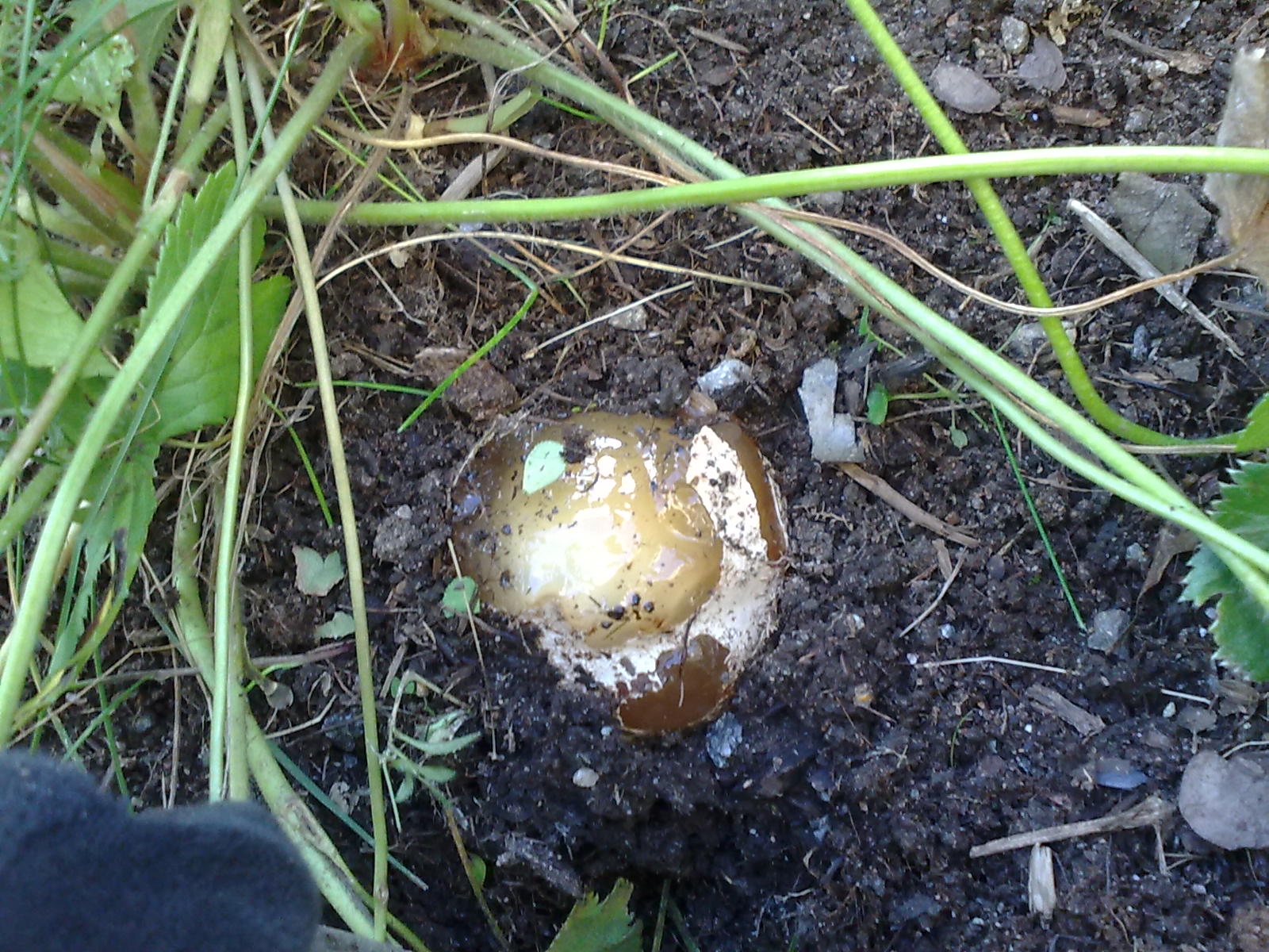 Miss Meisters mat med mera...: Häxägg?