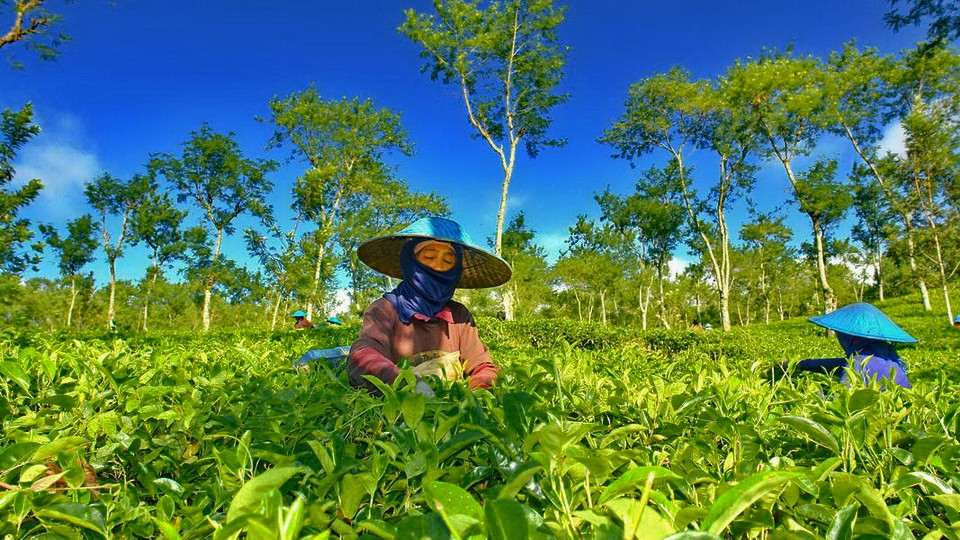 Kemuning ~ Nava Hotel Tawangmangu