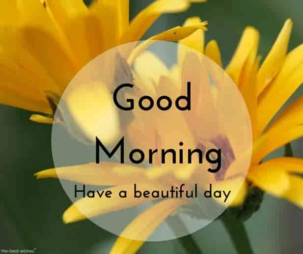 good morning photos of yellow flowers