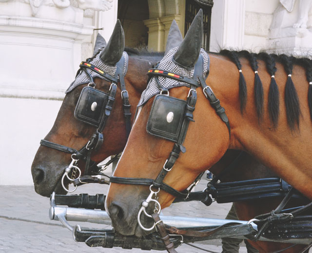 Vienna horses