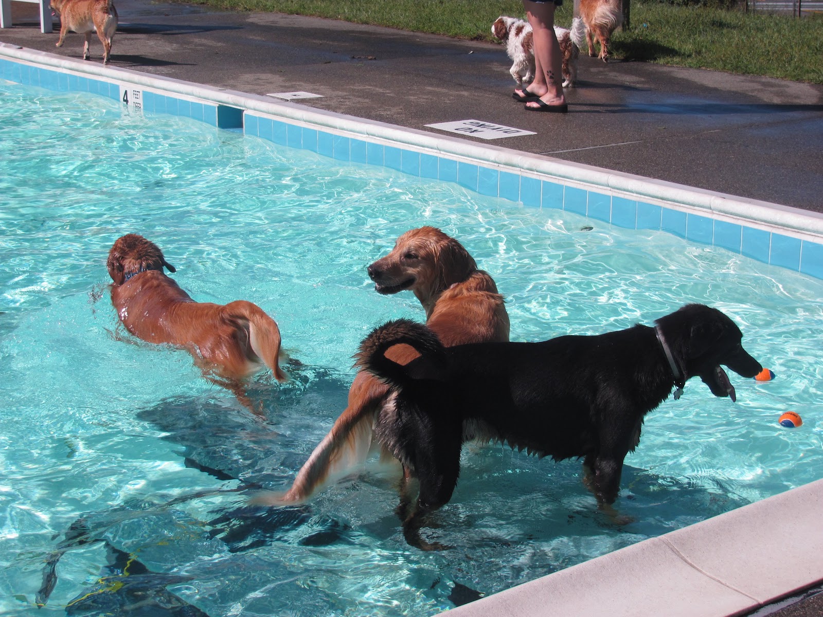 Edgemont Reflections Dog Days of Summer