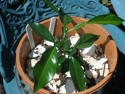 Orange seedling in a terracotta pot placed on a green aluminium garden furniture