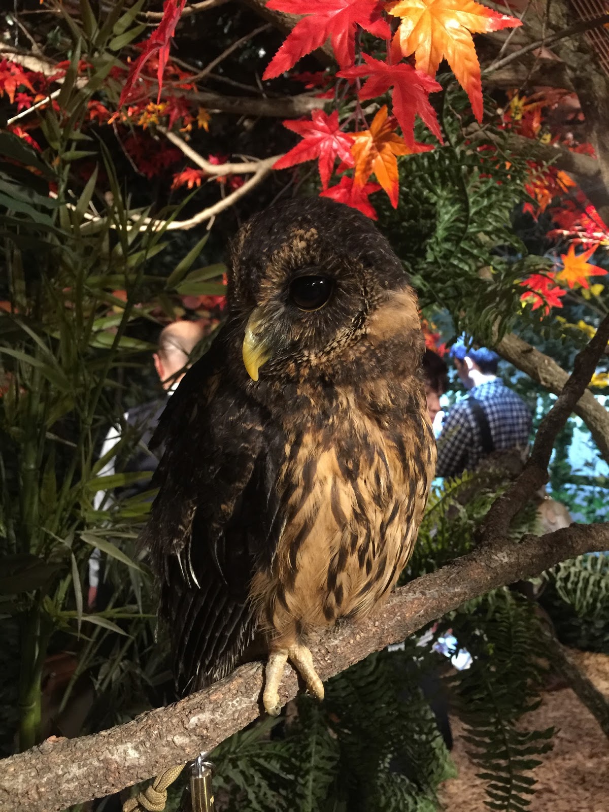 Kyoto Owl's Forest Zoo Sweetness in every bite