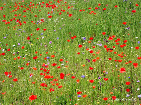 Stefanodav S Shot Blog Fiori Di Campo Campo Di Fiori