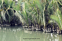 Photo Gallery- Sundarban National Park