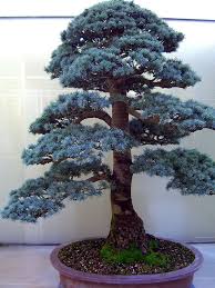How To Make A Blue Atlas Cedar Look Like A Giant Bonsai Tree