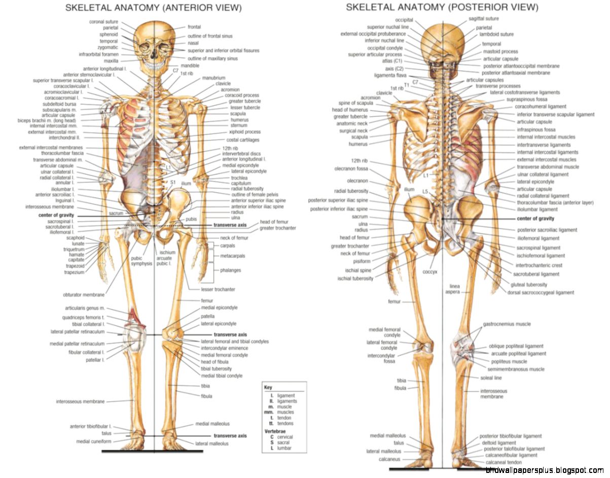 Human Anatomy Pictures  LesilmcGuire
