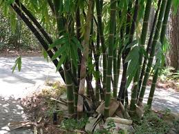 Manfaat Khasiat Bambu Tali Bagi Kesehatan Tubuh