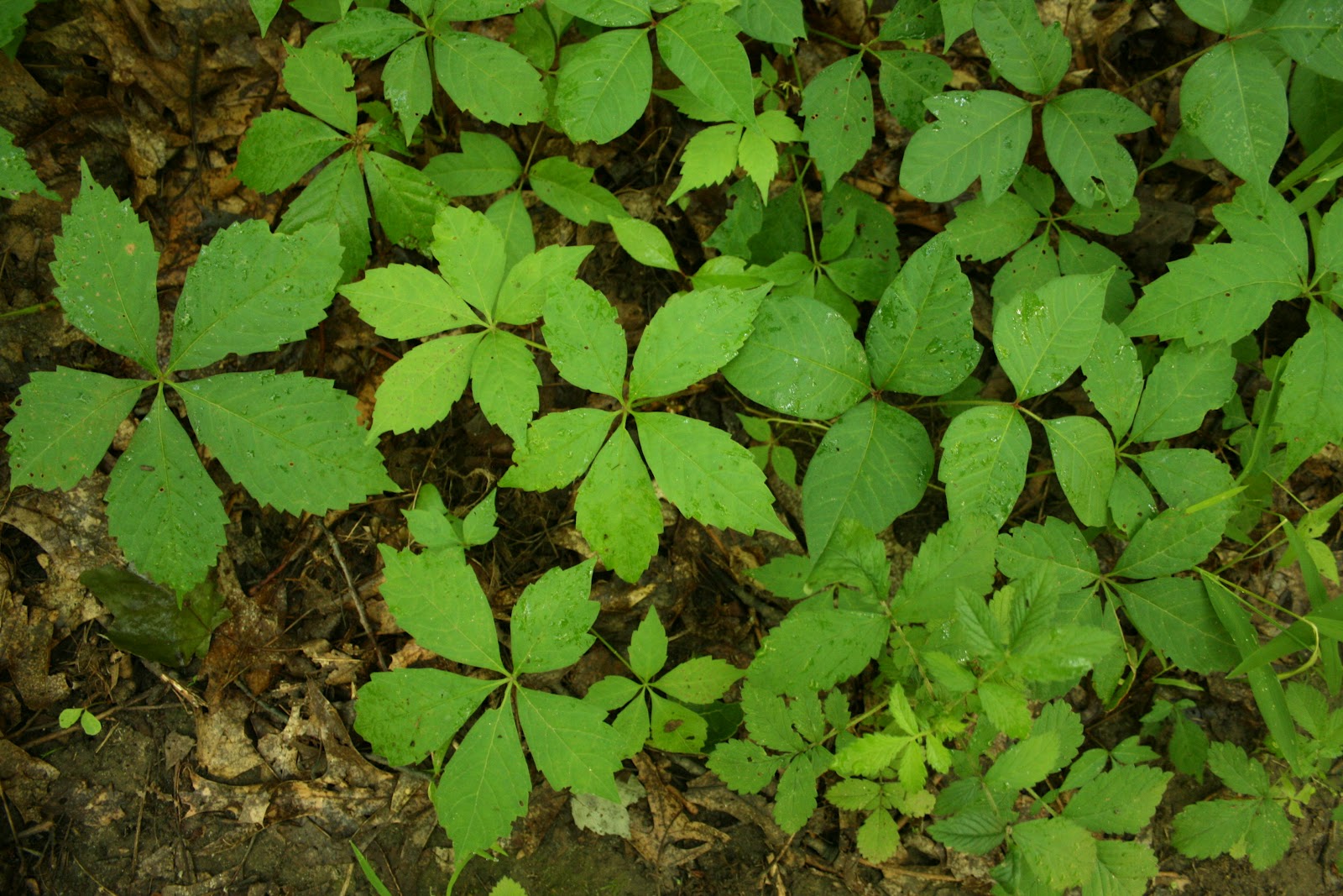 Poison Ivy Pictures, Images & Photos | Photobucket