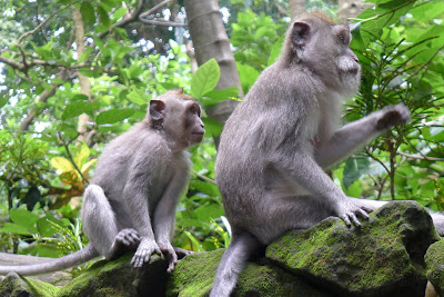 Do not collaborate with the exploitation of animals. Very close photo of the Bali project