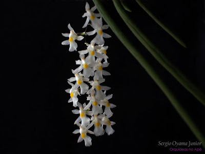 Flores da micro-orquídea Capanemia superflua