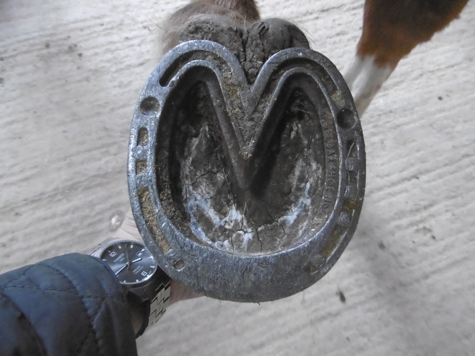 Rockley Farm Why we don't use shoes to rehabilitate horses (or