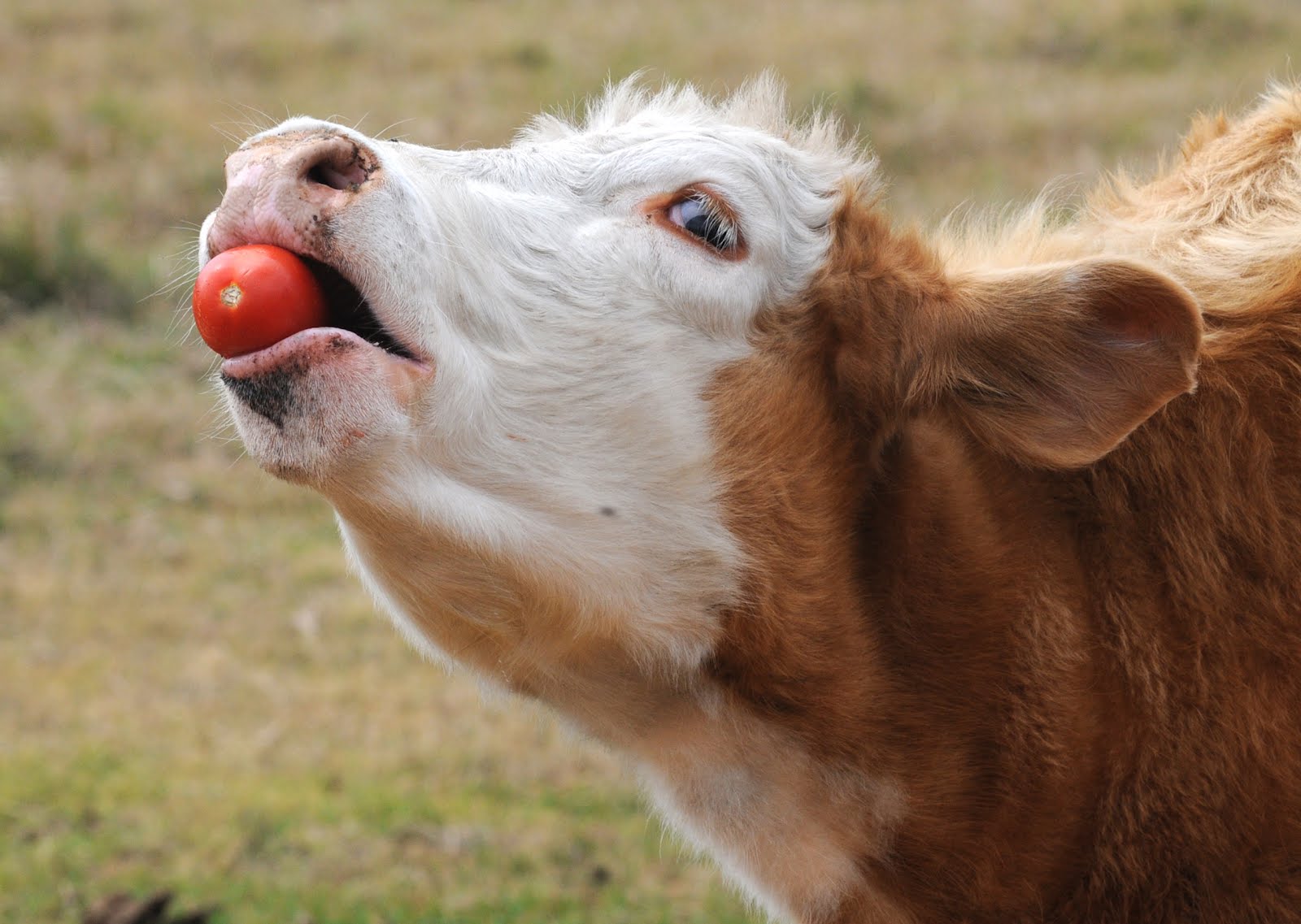 Down and Dirty, Greasin It, Eating Right, Eating Tight Cows and Tomatoes