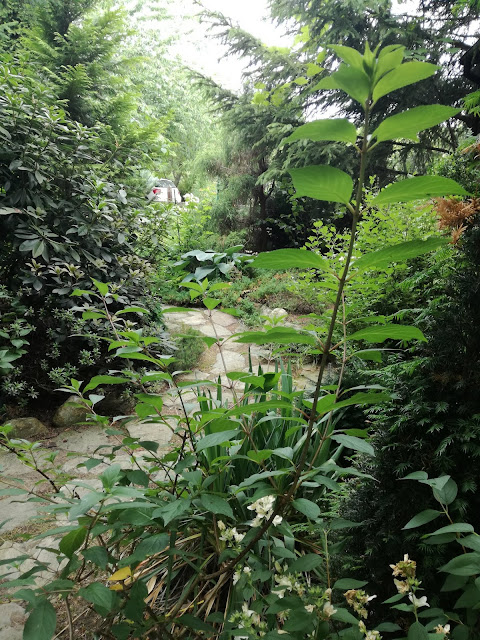ścieżki w ogrodzie