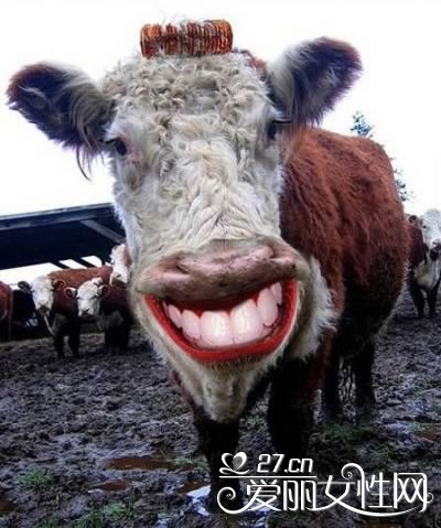 Excellentcoolpics: Funny Cows