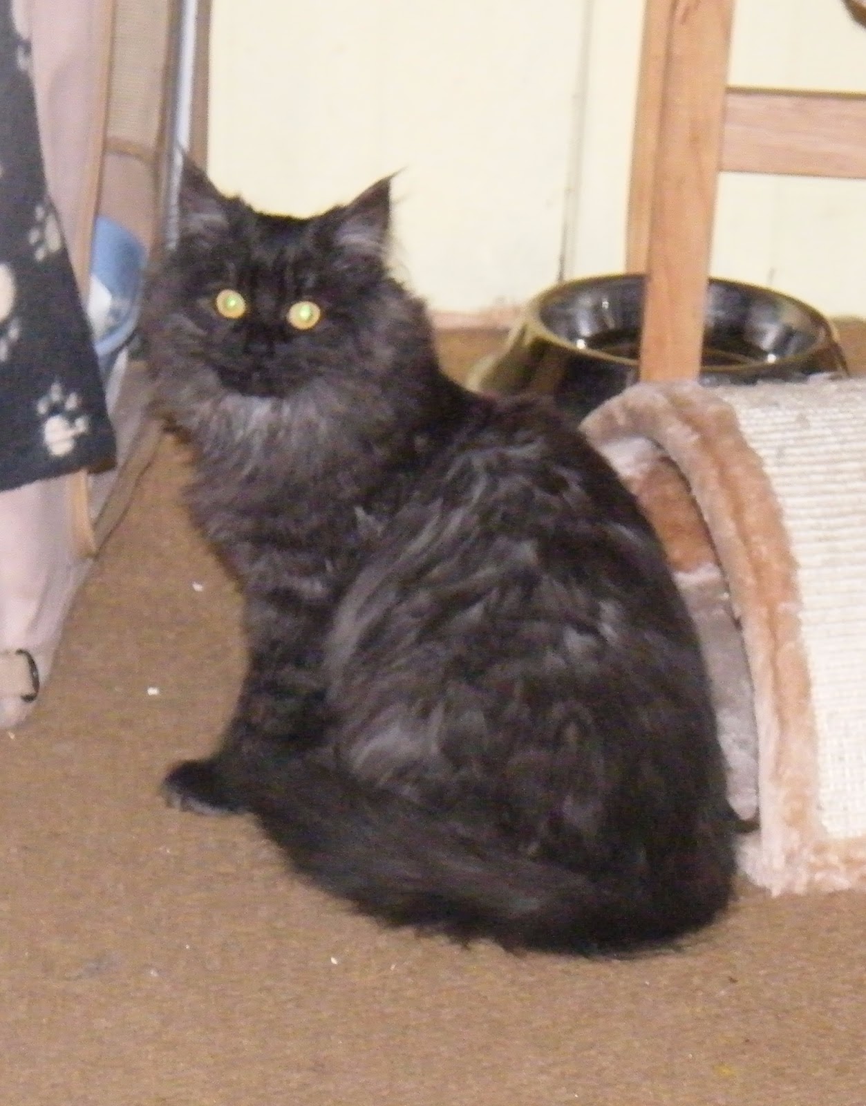 Tali's Tails: Black Smoke or Smoke Tabby Cat?