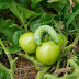 Free Seminar - The Challenges of Tomatoes Blight - Blossom End Rot -
Bugs