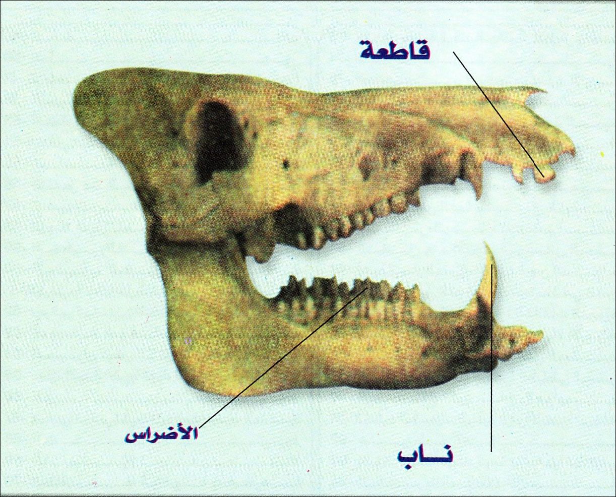 الحيوانات التي تتغذى على الحيوانات والنباتات تسمى