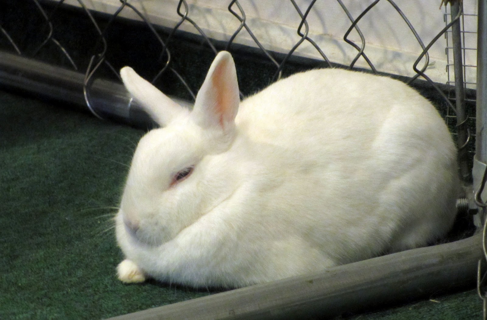 Rabbit Ramblings: Ethel ... alpha bunny?