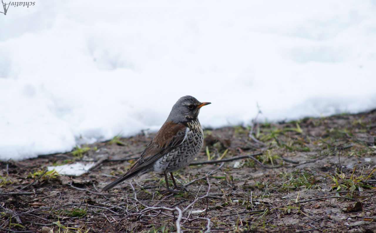 песня как поют дрозды. вы слыхали как поют дрозды слушать. певчий дрозд пение. вы слыхали как поют дрозды слушать. черные дрозды поют ночью.