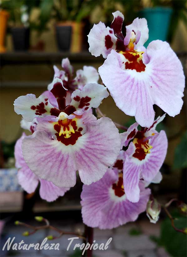 Flores de una especie del género Tolumnia
