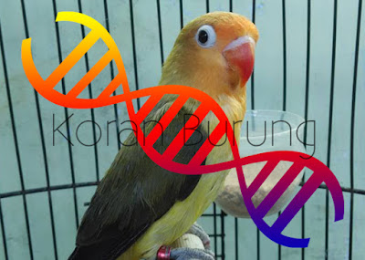 Cara Paling Tepat Membedakan Jenis Kelamin Lovebird Anakan Dan Dewasa Mengetahui jenis kelamin burung lovebird yang kita pelihara memang sangat penting Cara Paling Tepat Membedakan Jenis Kelamin Lovebird Anakan Dan Dewasa