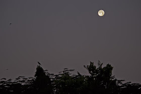 super worm equinox moon, bandra, mumbai, skywatch, birds, incredible india