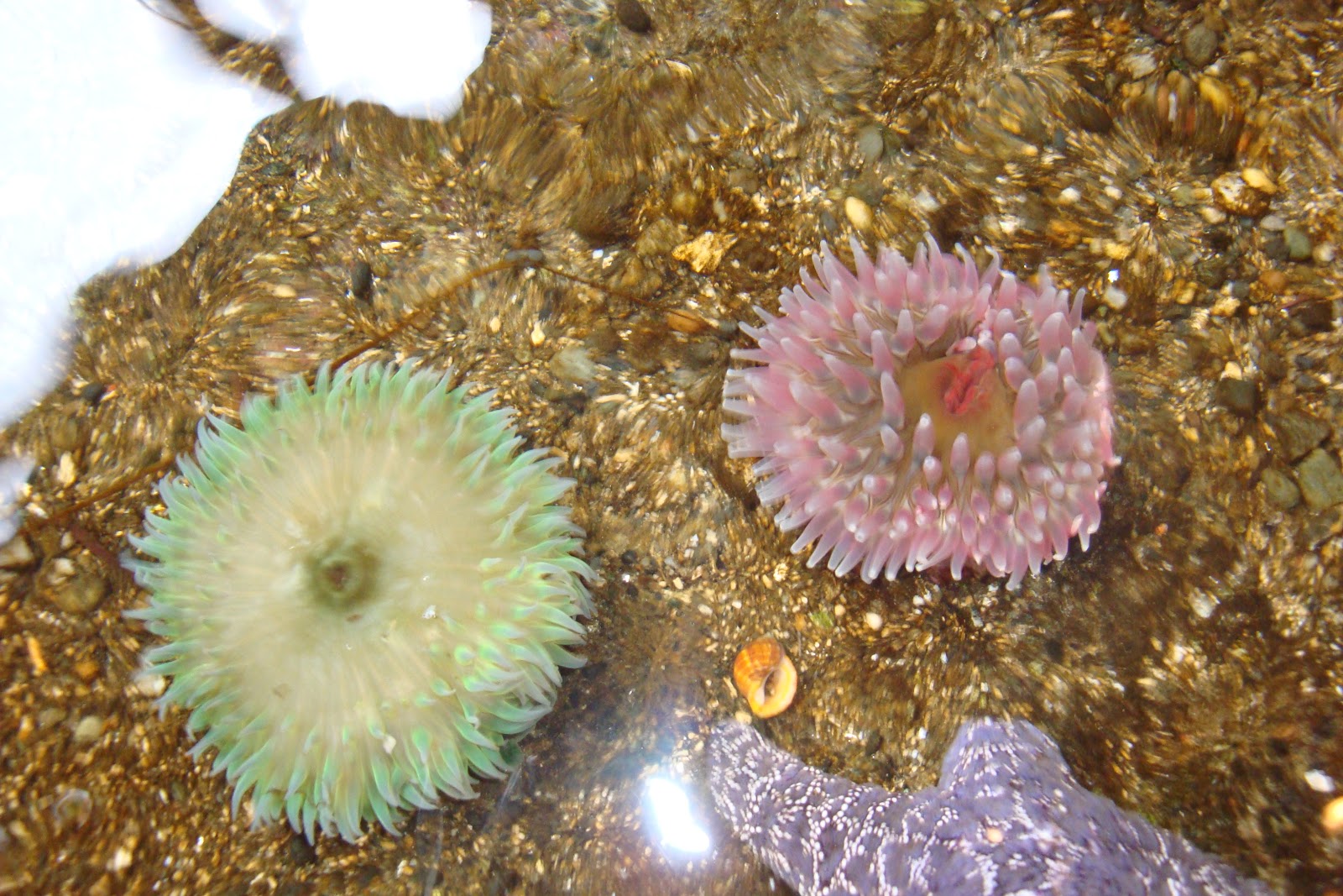 Kamp Kyburz Aquarium in Crescent City, California