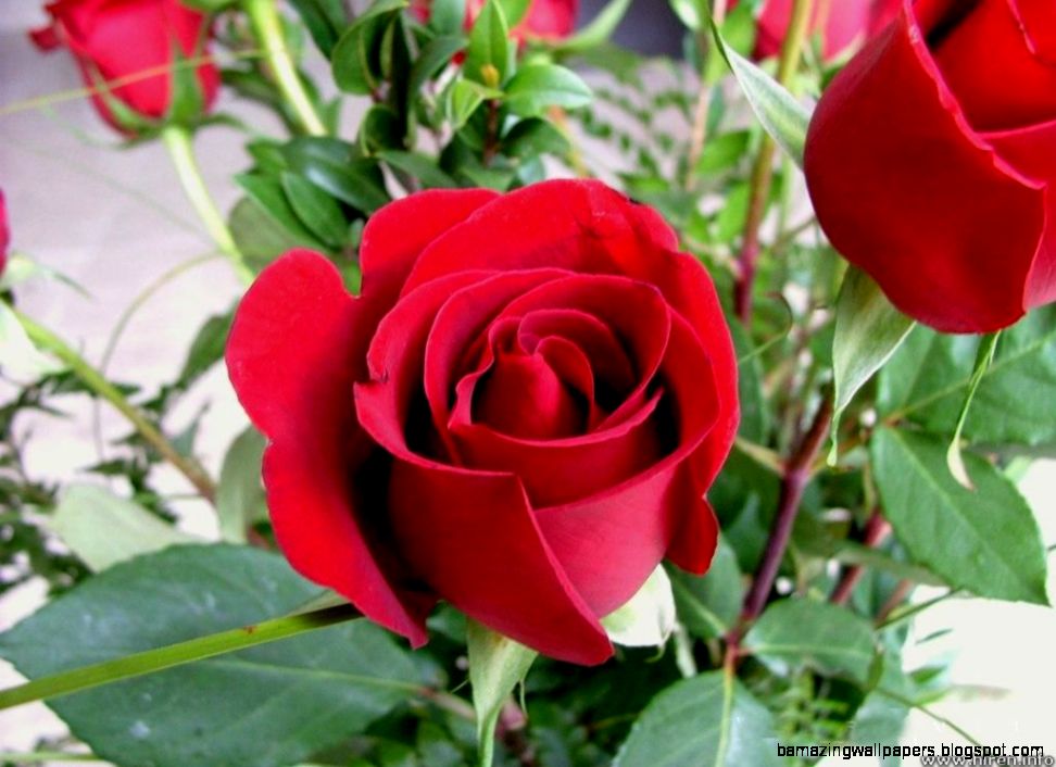 Beautiful Red Rose Flowers