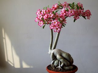 Bunga Adenium