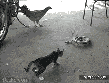 chat.gif
