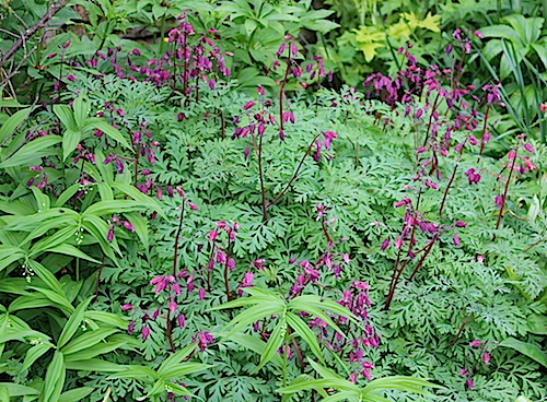 Dicentra formosa and Smilacina racemosa