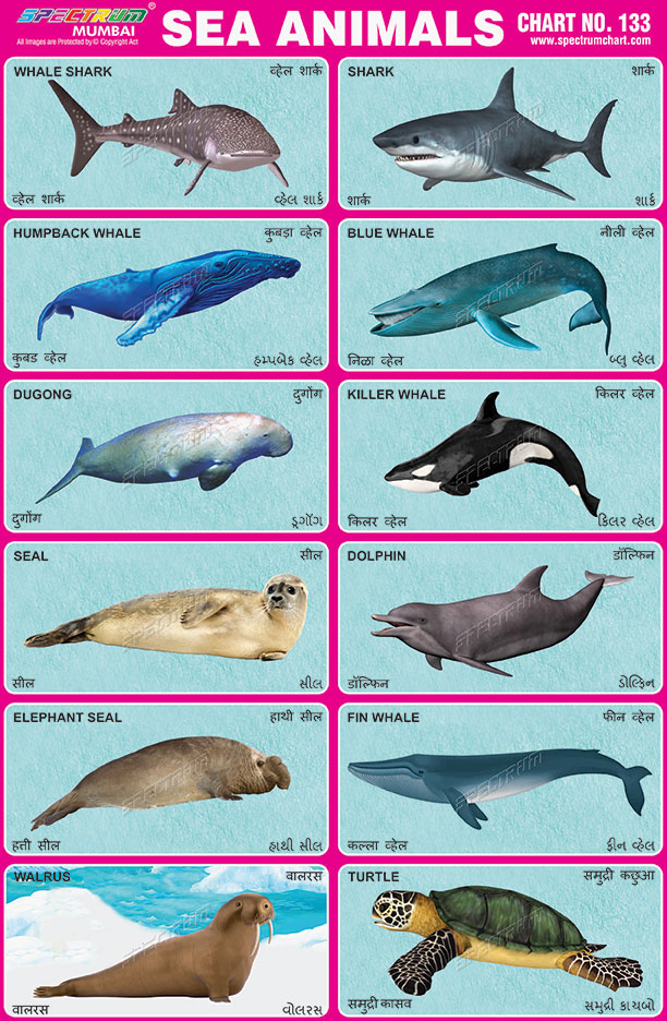 Spectrum Educational Charts: Chart 133 - Sea Animals
