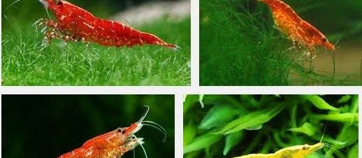 Ini Dia Udang Hias Red Cherry Shrimp, Budidaya, Serta Cara Merawatnya