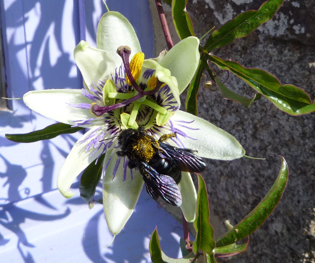black bee images black bee images