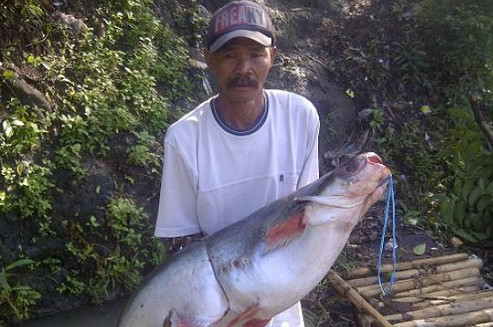 Cara Mancing Ikan Patin Yang Susah Makan Dan Racikan Umpannya Racikan Umpan Ikan