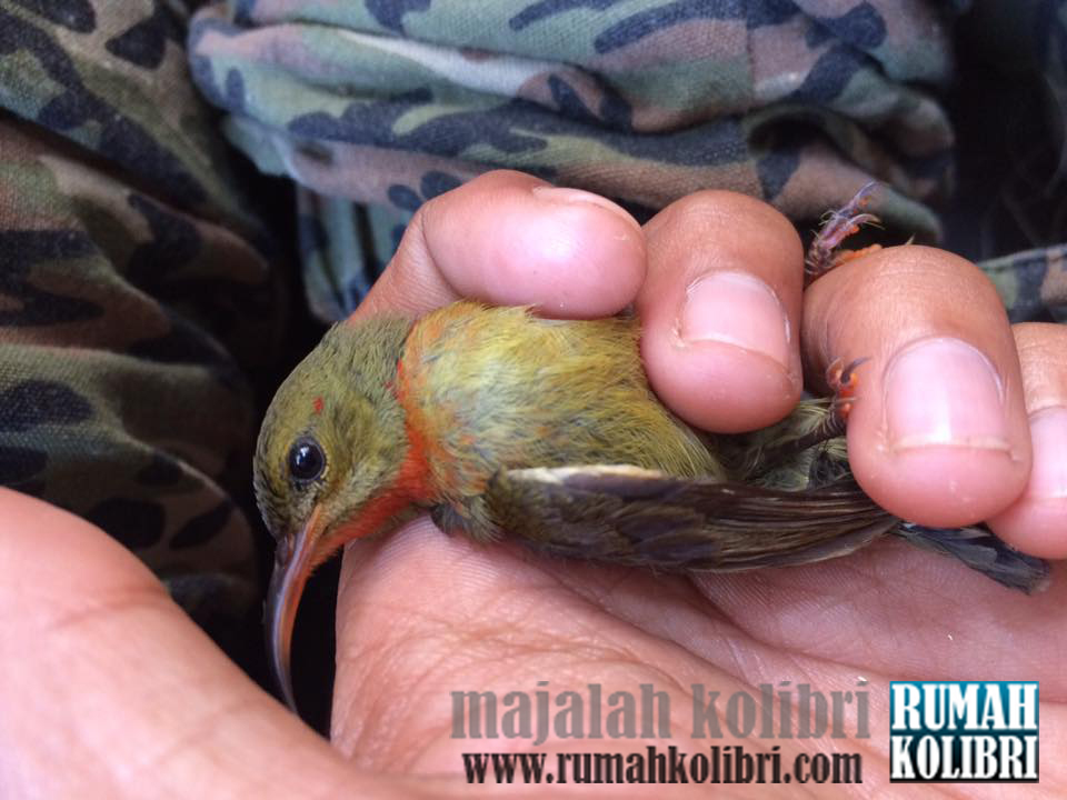 Tips Membedakan Jantan Betina Sepah Raja Anakan Rumah Kolibri