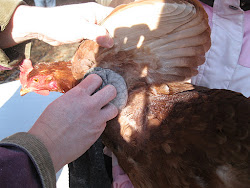 dusting mites chickens chicken care dust taking business communitychickens hens too put traumatic applying pouch nylon