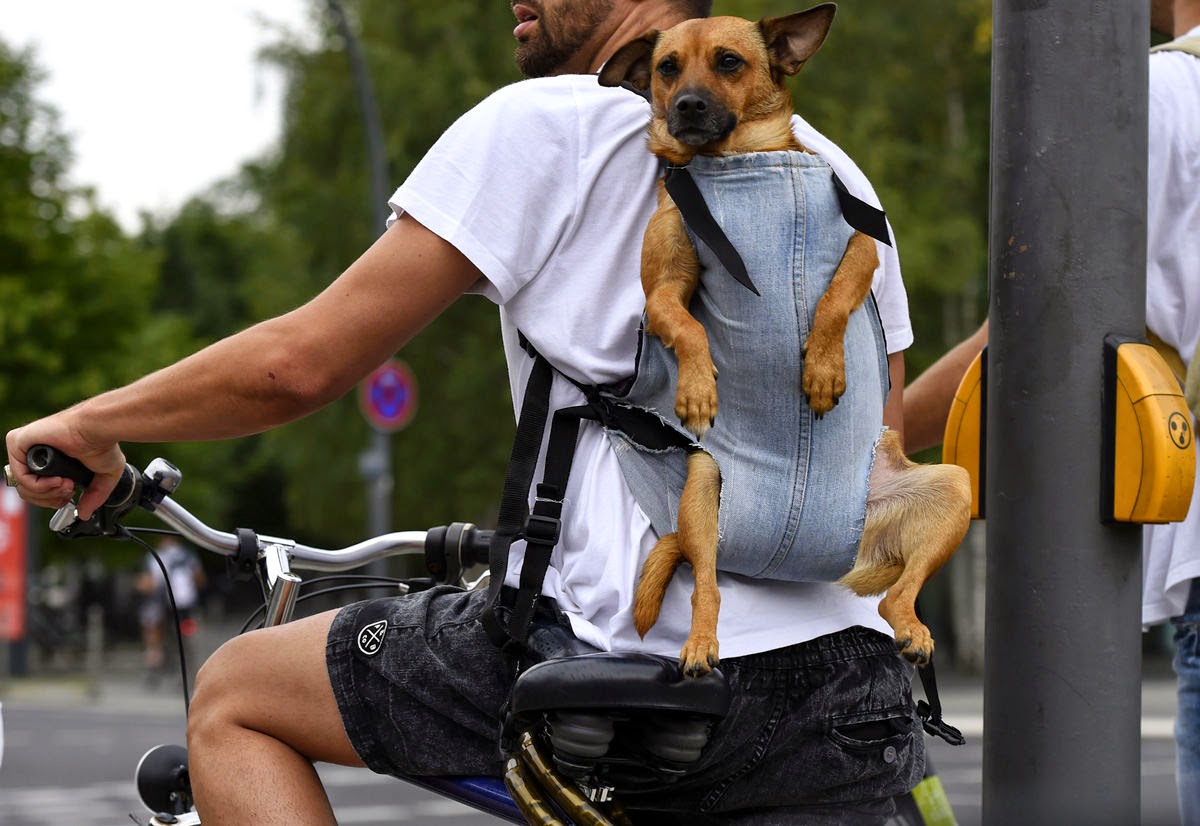 Можно ездить на собаке. Собака на велосипеде. Езда на велосипеде с собакой. Собака катается на велосипеде. Собачий велосипед.