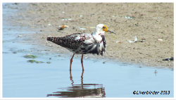 liver birds flying home 10