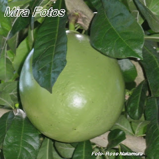 Fruta coité interessante fruta ornamental chamada coité