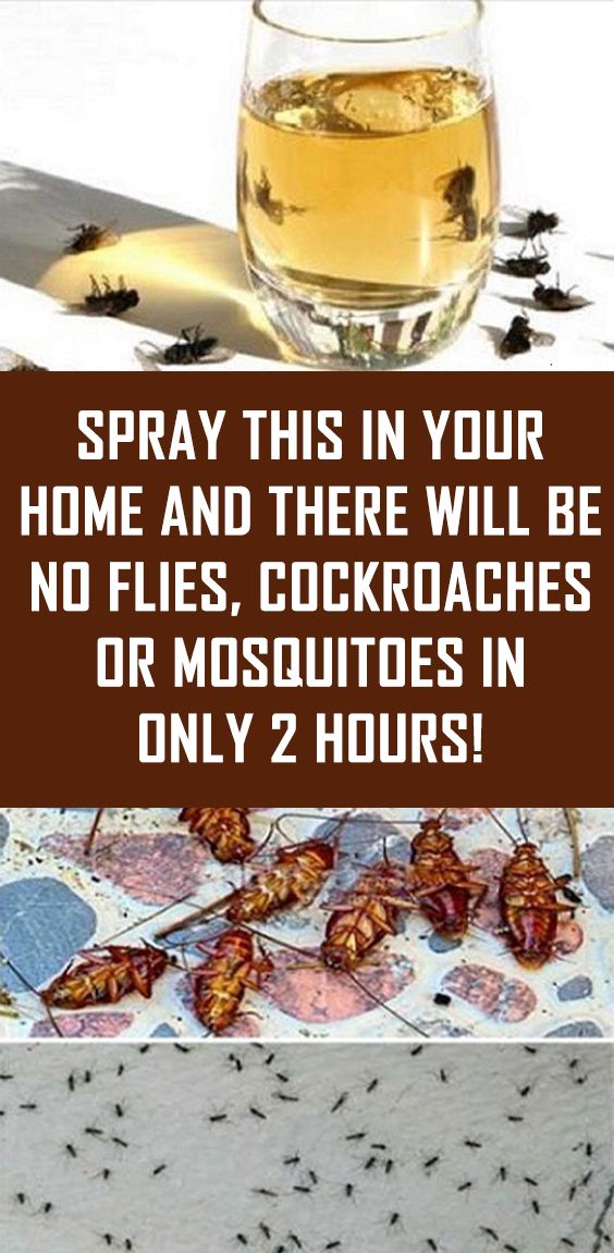 Spray This In Your Home And There Will Be No Flies, Cockroaches Or