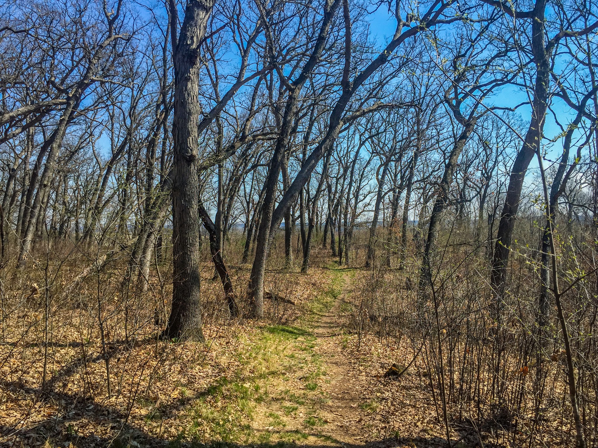 Along the Ice Age Trail at the Brooklyn Wildlife Area