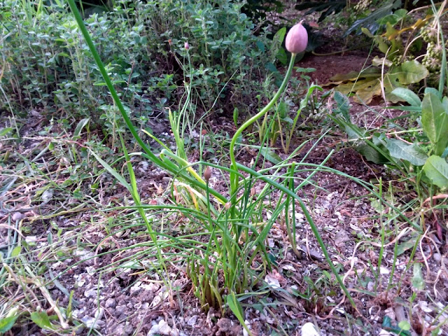 Pianta di erba cipollina