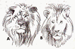 lion easy drawing heads face painting tips outline idea lions beginners trick primate steps mane intelligent looking
