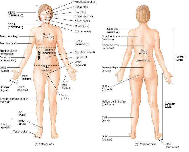 Woman Body Anatomy